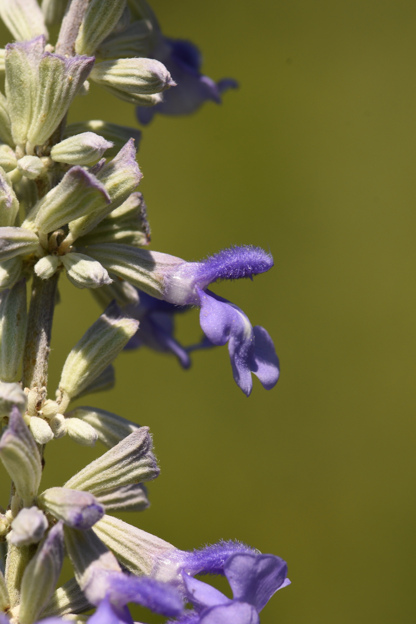 Salvia farinacea